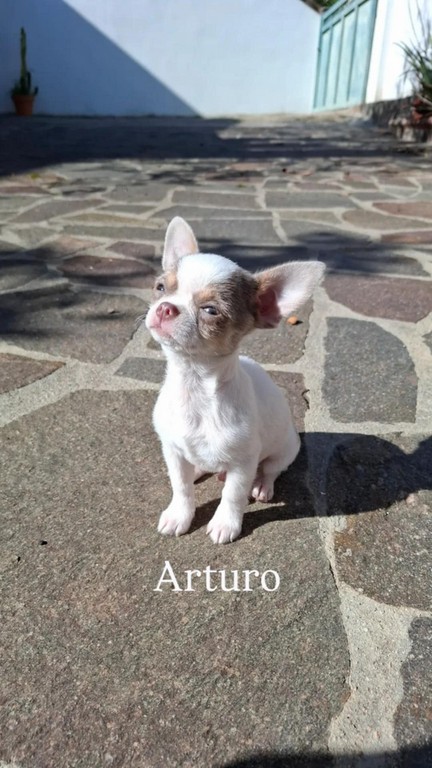chihuahua