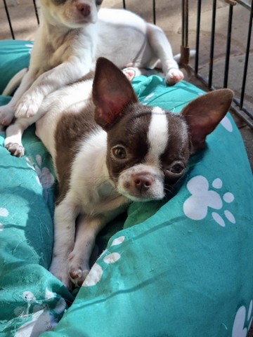 chihuahua