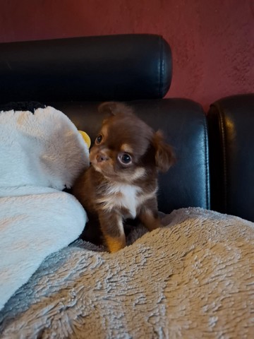 chihuahua