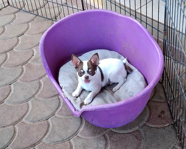 chihuahua