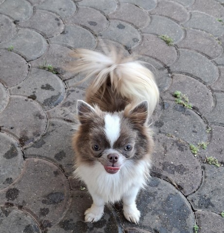 chihuahua