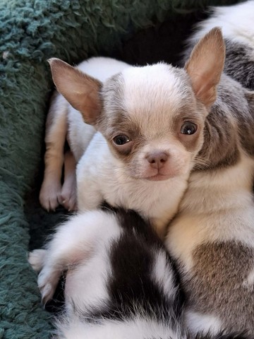 chihuahua