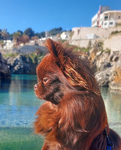 chihuahua