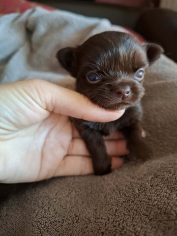 chihuhuahua