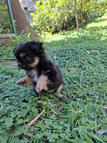 chihuahua