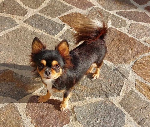 chihuahua