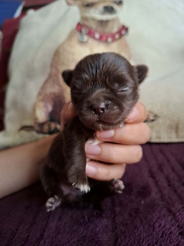 chihuhuahua