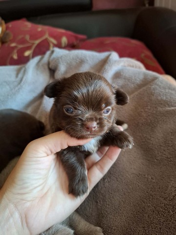 chihuhuahua