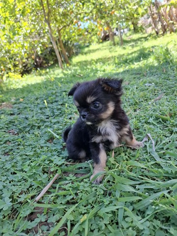 chihuahua