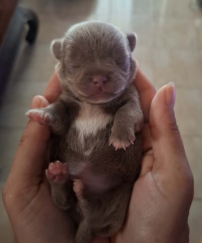 chihuhuahua
