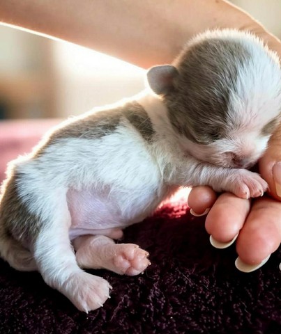 chihuahua