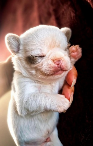 chihuhuahua