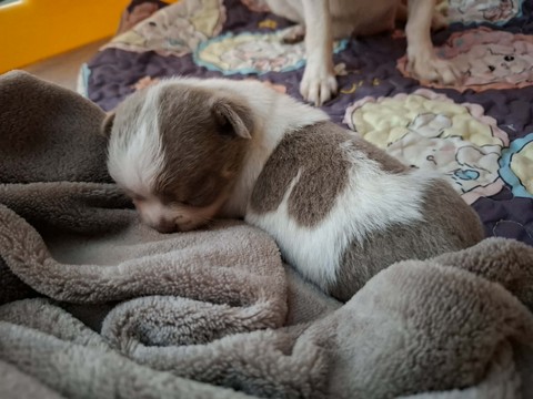 chihuahua