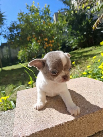 chihuahua