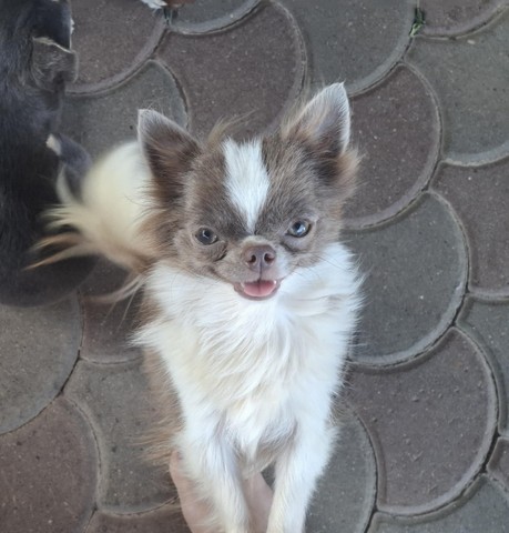 chihuahua