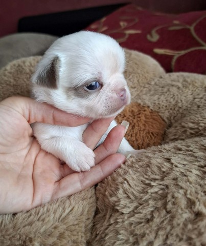chihuhuahua