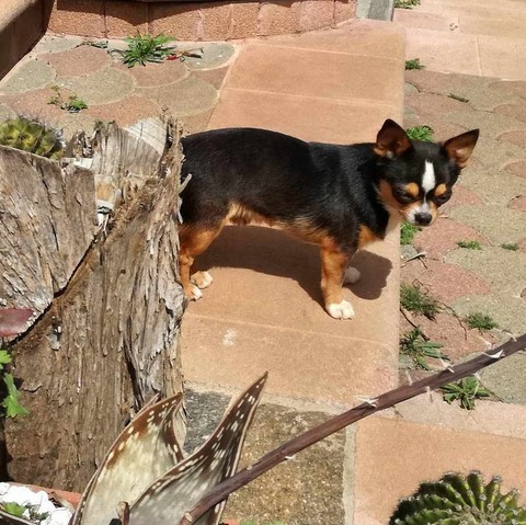 chihuahua